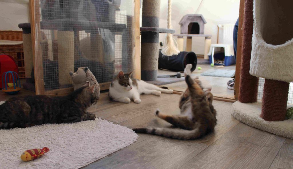 Über uns 04 Katzenhaus Links2 1024x590